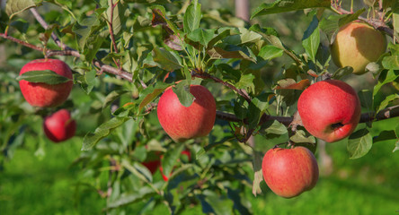Apple garden