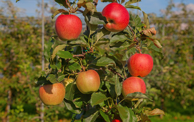 Apple garden