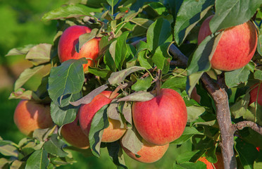 Apple garden