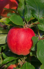 Apple garden