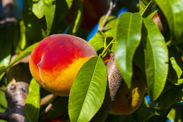 ruddy ripe peach on a tree