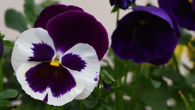 close up of pansies in a garden
