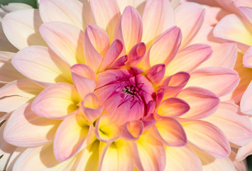 Dahlia flower