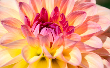 Fototapeta na wymiar Dahlia flower