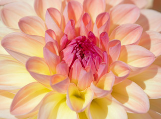 Dahlia flower