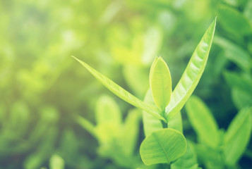 Green leaf soft focus with closeup in nature view