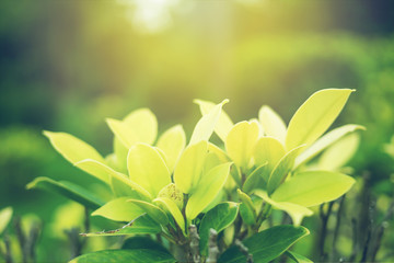 Green leaf soft focus with closeup in nature view