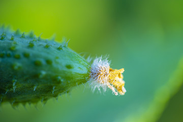 Young plant cucumber. Juicy fresh cucumber close-up macro on a background of leaves