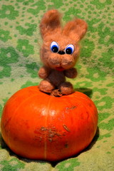 Заяц на тыкве