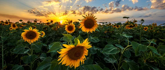 Poster Im Rahmen Sommerlandschaft: Schönheitssonnenuntergang über Sonnenblumenfeld. Panoramaaussichten © ruslan_khismatov