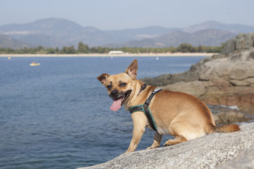 cane al mare