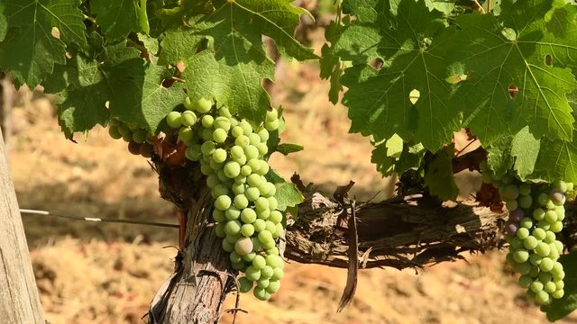 Bunches of white grapes in a Chianti vineyard on a sunny day. Tuscany, Italy.