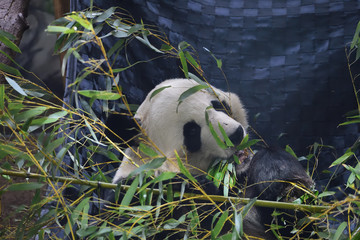 panda in eating party