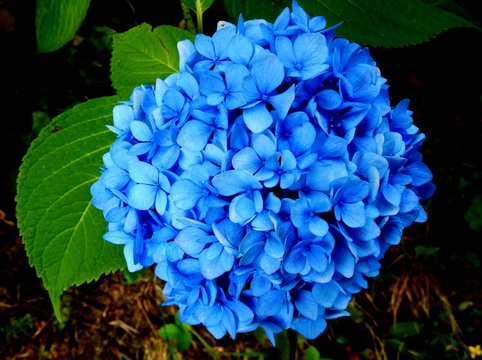 ortensia 　シングル2枚ブルー Ortensia Images – Browse 1,337 Stock Photos, Vectors, and Video
