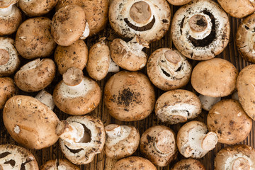 Fresh harvested mushrooms as full frame background