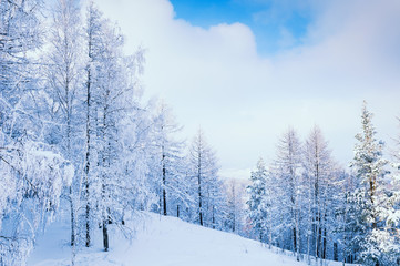 Fototapeta na wymiar Snow-covered trees in winter forest.