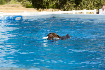 Fototapeta premium Dog retrieving a toy and playing in pool at splash challenge