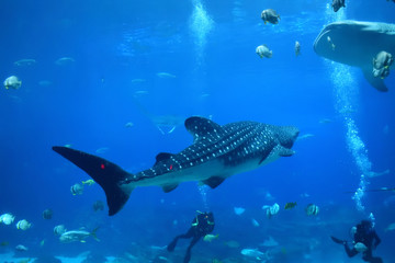 whale shark and divers