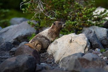 Marmot at Mount Rainier Washington