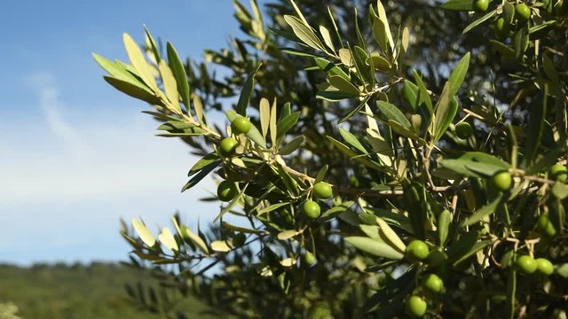 Green olives on tree during summer season, Chianti region near Florence, Tuscany. Italy