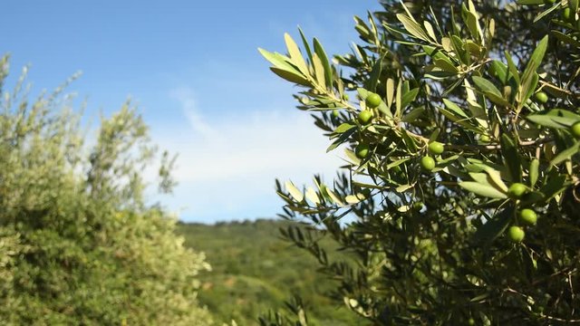 Green olives on tree during summer season, Chianti region near Florence, Tuscany. Italy. 4K UHD Video. Nikon D500