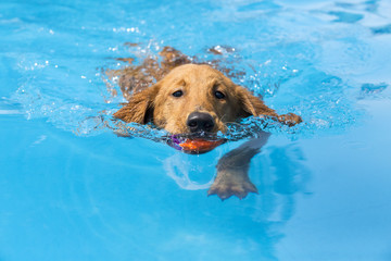Dog retrieving a toy and playing in pool at splash challenge