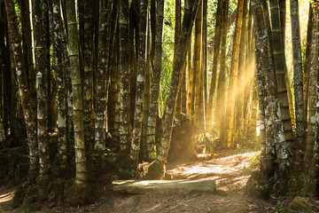 Sunlit path through a giant bamboo forest