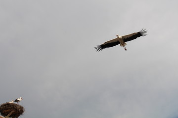 Storch fliegt 