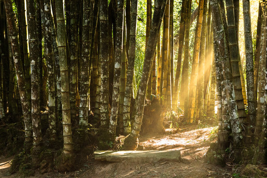 Fototapeta Sunlit path through a giant bamboo forest