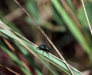 fly, Drosophila