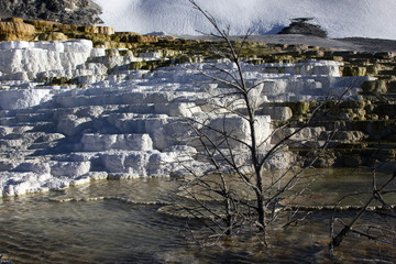 Yellowstone Mammoth Springs