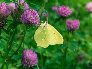 Fototapeta premium Common brimstone butterfly on the clover flower