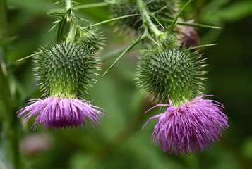 Krause Distel (Carduus crispus)