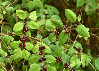 Rote Heckenkirsche, Lonicera xylosteum, Gewöhnliche Heckenkirsche,