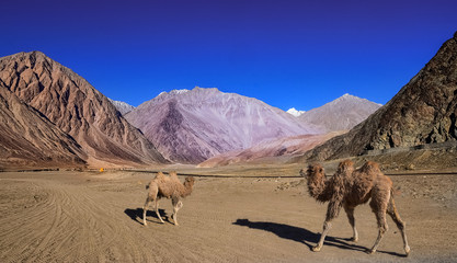 Bactrian camel at Nubra valley Ladakh with barren mountain landscape.