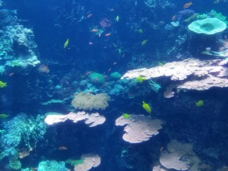 blue water in the reef