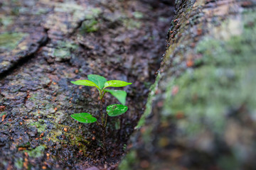 New born tree sprouting from trunk of big tree.