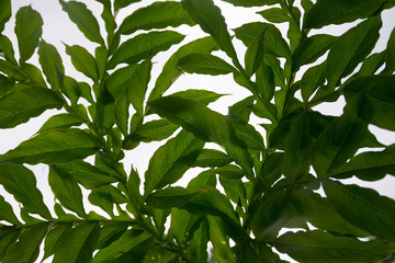 Leaf branches And natural patterns On a white background