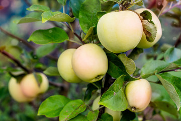 Apple tree with ripe apples