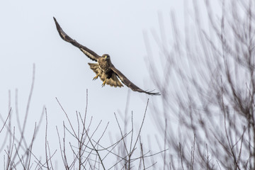 Mäusebussard (Buteo buteo)