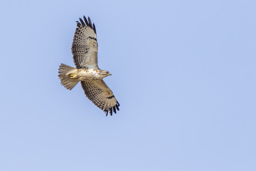 Mäusebussard (Buteo buteo)