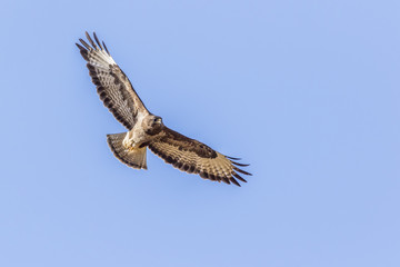 Mäusebussard (Buteo buteo)