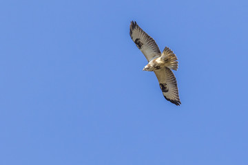 Obraz premium Mäusebussard (Buteo buteo)