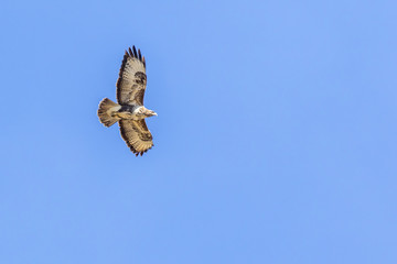 Mäusebussard (Buteo buteo)