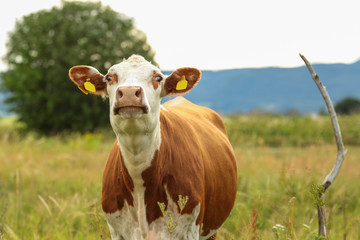 Surprised cow grazing in the meadow