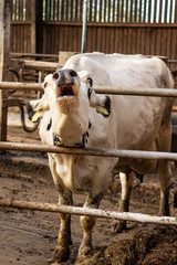 Holsteiner Kuh brüllt im Stall