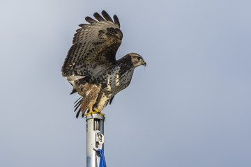 Mäusebussard (Buteo buteo)