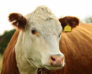 Portrait of the red-white cow with the grass in the mouth , closeup