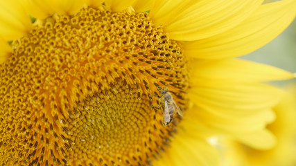 bee collects pollen on sunflower in sunny day