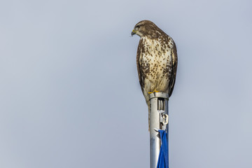 Mäusebussard (Buteo buteo)